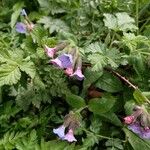 Pulmonaria officinalisFlower