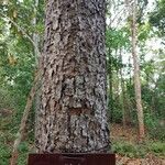 Gluta usitata Bark