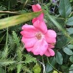 Rosa pendulina花