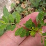 Phyllanthus tenellus Leaf