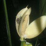 Cyclanthus bipartitus Cvet