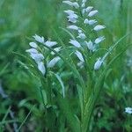 Cephalanthera longifolia Habitus