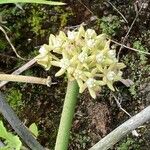 Cynanchum viminale Flower