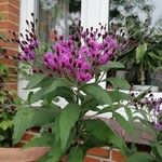 Vernonia baldwinii Leaf