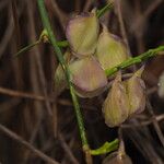 Polygala microphylla Frutto