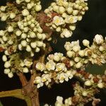 Paullinia bracteosa Blomst