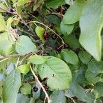 Prunus mahalebGyümölcs
