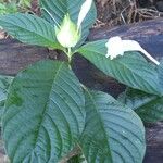 Ruellia tubiflora Flower