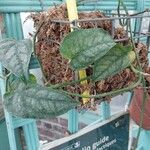 Monstera siltepecana Leaf