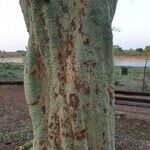 Vachellia xanthophloea Bark