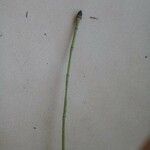 Equisetum variegatum Blodyn