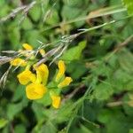 Lathyrus pratensisBlüte