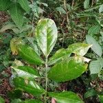 Swartzia nicaraguensis Leaf