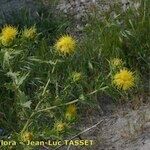 Carthamus arborescens Hábito