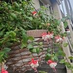 Fuchsia hybrida Blomst