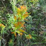 Castilleja tenuiflora Habitus