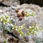 Saxifraga diapensioides Çiçek