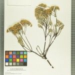 Helichrysum bracteiferum Other
