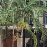 Adonidia merrillii पत्ता