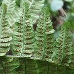 Gymnocarpium dryopteris ഫലം