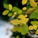 Ligustrum ovalifolium Blatt