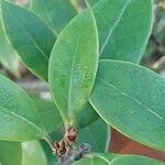 Osmanthus heterophyllus برگ