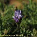 Astragalus stella Blomma