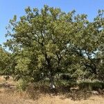 Quercus ithaburensis Habitatea