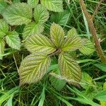 Rubus ferus Folha