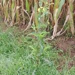 Sonchus asper Habit