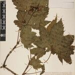 Acer caudatum Други