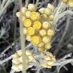 Helichrysum stoechas Fiore