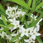 Daphne alpina Flower