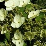 Hydrangea quercifolia Flower