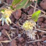 Gomphrena celosioides Кветка