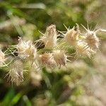 Cenchrus biflorus Fruit