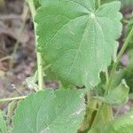 Herissantia crispa Leaf