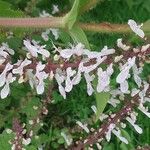 Plectranthus madagascariensis Flor