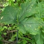 Arisaema serratum Leaf