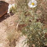 Argemone pleiacantha Hábito