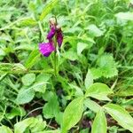 Lathyrus vernusКветка