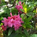 Rhododendron ferrugineum花