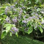 Vitex cooperi Flor