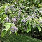 Vitex cooperi 花