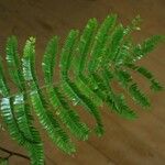 Pseudopiptadenia psilostachya Yaprak