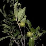 Diospyros acapulcensis Vrucht