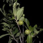 Diospyros acapulcensis Plod