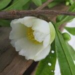 Gordonia fruticosa Flower