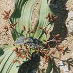 Welwitschia mirabilis花