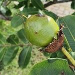 Juglans californica Фрукт